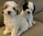Image preview for Ad Listing. Nickname: Litter of 4