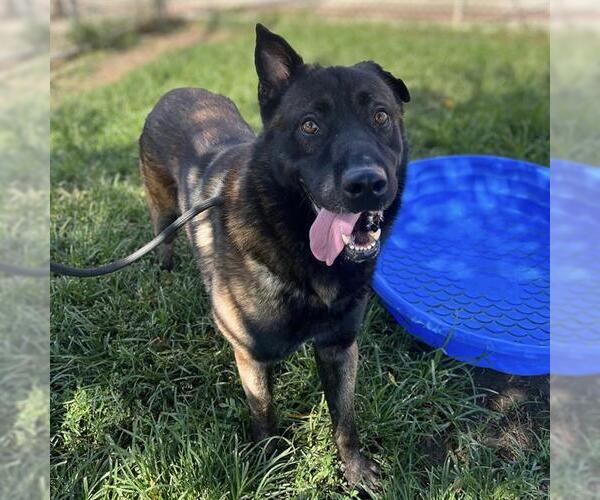 Medium Photo #1 Akita-Unknown Mix Puppy For Sale in Modesto, CA, USA