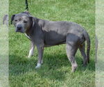 Small #3 American Staffordshire Terrier-Bulldog Mix