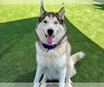 Small #3 Siberian Husky