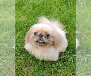Pekingese Dogs for adoption in St. Louis Park, MN, USA