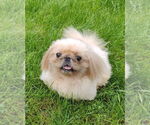Small Pekingese