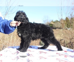 Goldendoodle Puppy for sale in RIPLEY, TN, USA