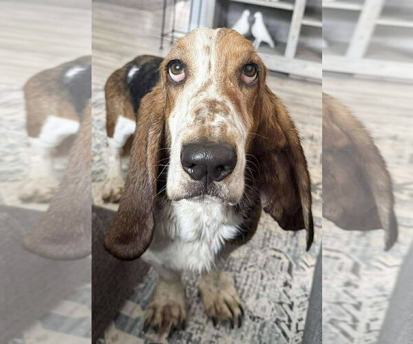 Medium Photo #2 Basset Hound Puppy For Sale in Deepwater, NJ, USA