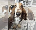 Small #1 Basset Hound