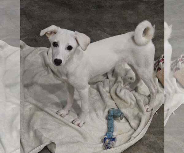 Medium Photo #3 Cheagle Puppy For Sale in Agoura Hills, CA, USA