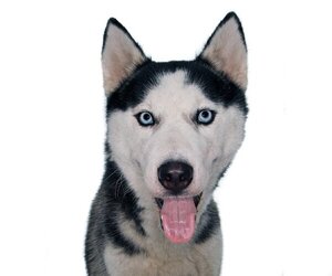 Huskies -Unknown Mix Dogs for adoption in Oakland Park, FL, USA