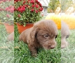 Small Photo #3 Miniature Labradoodle Puppy For Sale in GRABILL, IN, USA