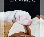 Small #11 Dogo Argentino