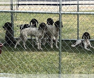 German Shorthaired Pointer Puppy for sale in LAWRENCEVILLE, VA, USA