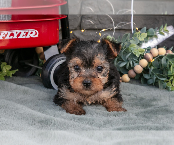 Medium Photo #10 Yorkshire Terrier Puppy For Sale in MONROE, IN, USA