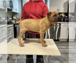 Small Photo #3 Cane Corso Puppy For Sale in PORTLAND, OR, USA