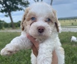 Puppy Puppy 2 Miniature Bernedoodle
