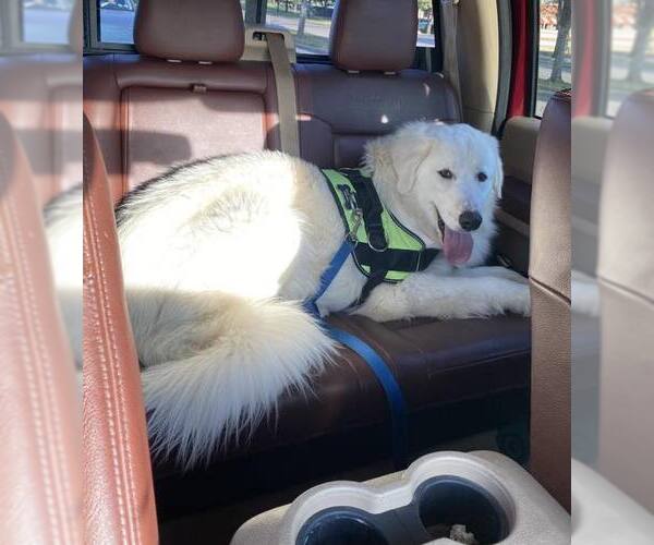 Medium Photo #3 Great Pyrenees Puppy For Sale in Dallas, TX, USA