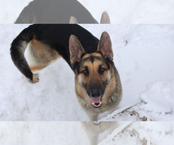 Medium Photo #33 German Shepherd Dog Puppy For Sale in Sebec, ME, USA