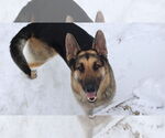 Small #32 German Shepherd Dog