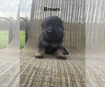 Puppy Brown Collar German Shepherd Dog
