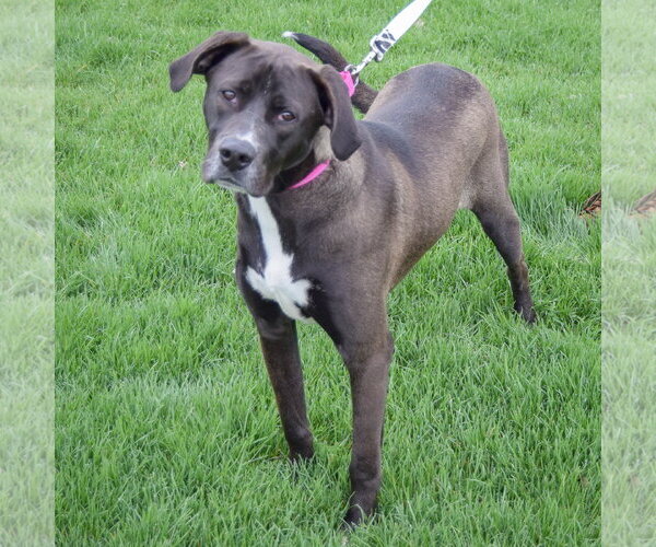 Medium Photo #2 American Bulldog-Labrador Retriever Mix Puppy For Sale in Huntley, IL, USA