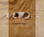 Small Photo #11 Havanese Puppy For Sale in DREXEL, MO, USA