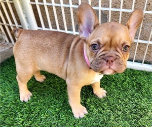 French Bulldog Puppy for sale in LAS VEGAS, NV, USA