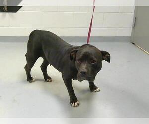 American Pit Bull Terrier Dogs for adoption in St. Cloud, FL, USA