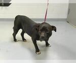 Small American Pit Bull Terrier