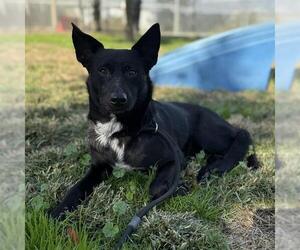 Schipperke-Unknown Mix Dogs for adoption in Modesto, CA, USA
