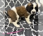 Small #1 Saint Bernard