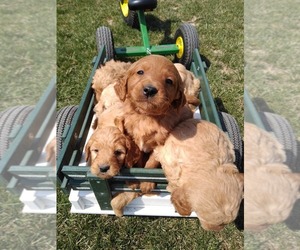 Goldendoodle Puppy for sale in SPENCERVILLE, IN, USA