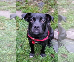 Boxador Dogs for adoption in Wakefield, RI, USA