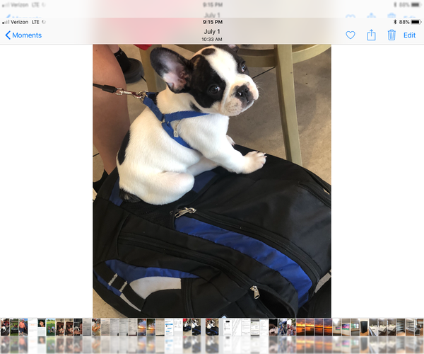 Medium Photo #1 French Bulldog Puppy For Sale in FISHER ISLAND, FL, USA