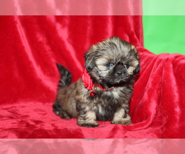 Medium Photo #3 Shih Tzu Puppy For Sale in LIVE OAK, FL, USA