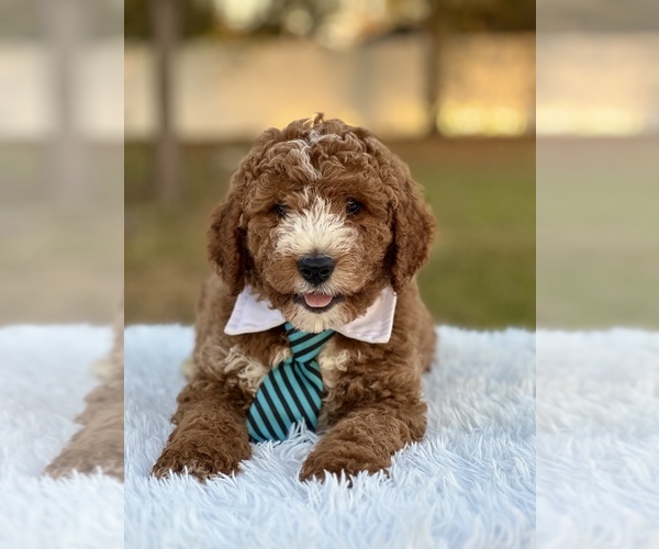 Medium Photo #10 Goldendoodle (Miniature) Puppy For Sale in FROSTPROOF, FL, USA