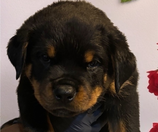 Medium Photo #1 Rottweiler Puppy For Sale in WORTH, IL, USA