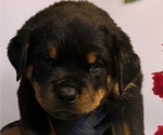 Puppy Puppy 1 Rottweiler