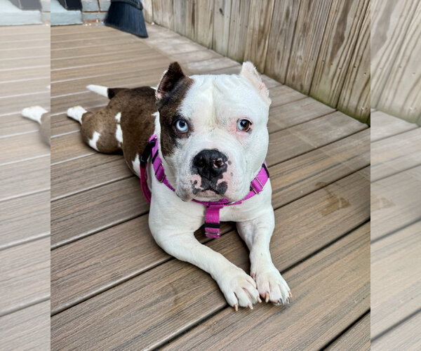 Medium Photo #1 American Bulldog Puppy For Sale in Rockville, MD, USA