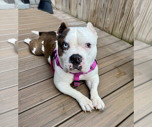 American Bulldog Dogs for adoption in Rockville, MD, USA