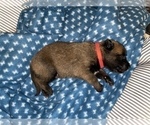 Small Photo #242 Belgian Malinois Puppy For Sale in REESEVILLE, WI, USA