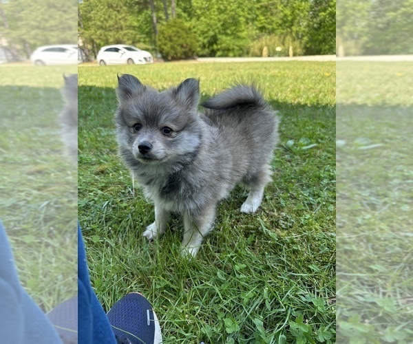 Medium Photo #10 Pomsky Puppy For Sale in GREENVILLE, MO, USA