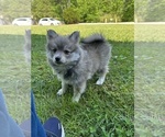 Small #9 Pomsky