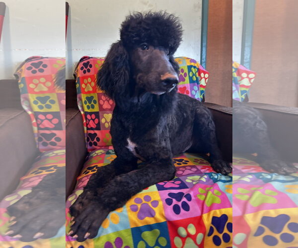 Medium Photo #8 Poodle (Standard)-Unknown Mix Puppy For Sale in Pacolet, SC, USA