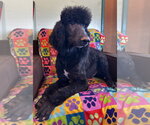 Small #7 Poodle (Standard) Mix