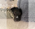 Small #1 Mutt