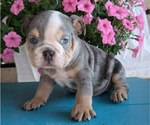 Small #7 English Bulldog