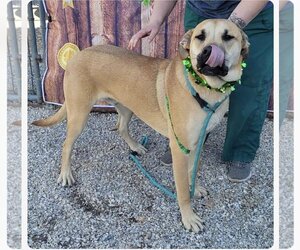 Mastiff-Unknown Mix Dogs for adoption in Stover, MO, USA