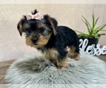 Small #5 Yorkshire Terrier