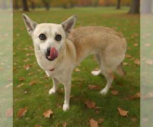 Darla 26/616 - Female Mutt Dog for Adoption - Photo #10