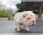 Small Photo #6 Chinese Shar-Pei Puppy For Sale in TOPEKA, KS, USA