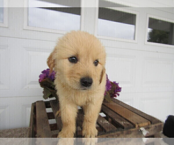 Medium Photo #4 Golden Retriever Puppy For Sale in KALAMAZOO, MI, USA