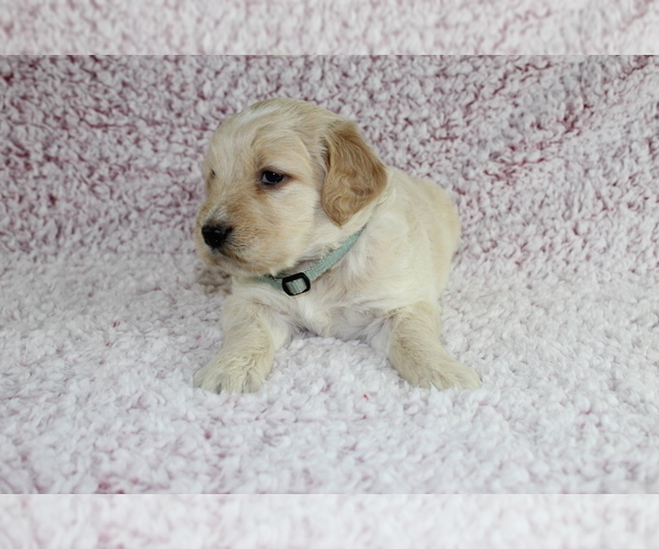 Medium Photo #2 Goldendoodle Puppy For Sale in HOMELAND, CA, USA